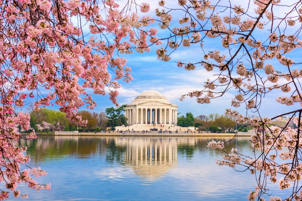 Cherry Blossoms in DC